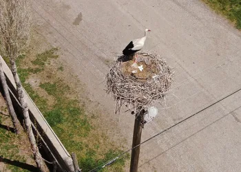 Yuvalarına dönen leylekler kuluçkaya yattı