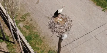 Yuvalarına dönen leylekler kuluçkaya yattı