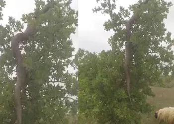3 metrelik yılan korkuttu