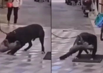 Yasaklı ırk köpek, kediyi nefessiz bıraktı