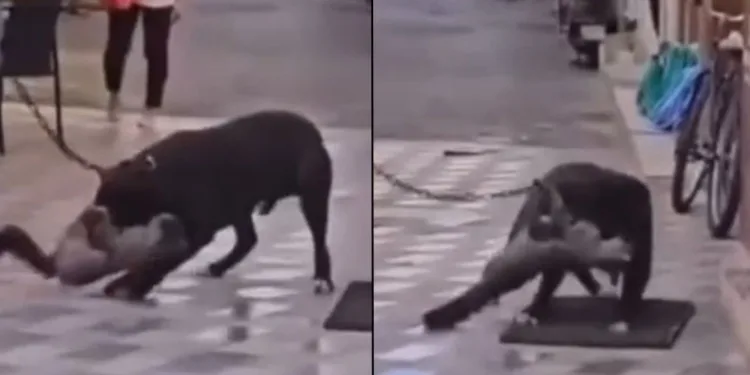 Yasaklı ırk köpek, kediyi nefessiz bıraktı
