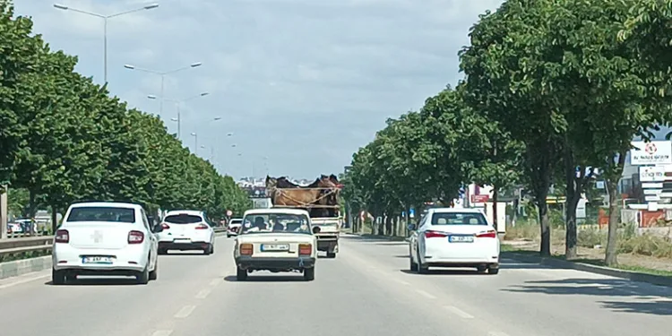 Kamyonetin kasasına 5 adet at sığdırdı