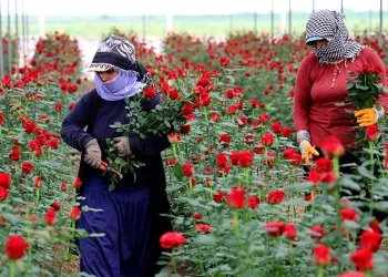 Gül fiyatları dibi gördü