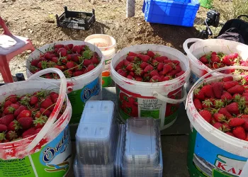 5 dönümle başladı siparişlere yetişemiyor