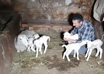 Bolu’da bir koyun seferde beşiz doğurdu