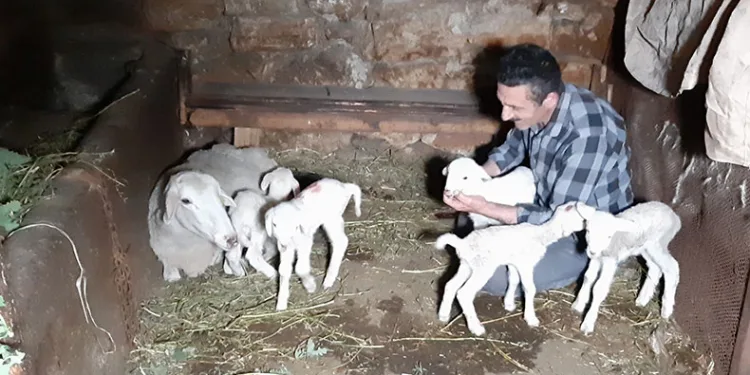 Bolu’da bir koyun seferde beşiz doğurdu