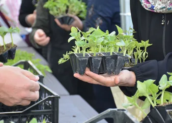 Pursaklar’da 100 bin meyve fidesi dağıtıldı
