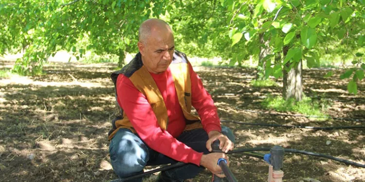 Dut üreticileri yeni sezon için bahçeye indi