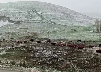 Tekman’da kar sürprizi
