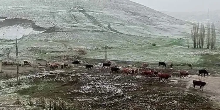 Tekman’da kar sürprizi