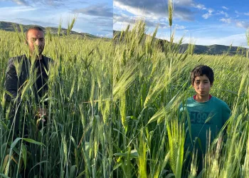 Ata tohumu çiftçinin yüzünü güldürüyor