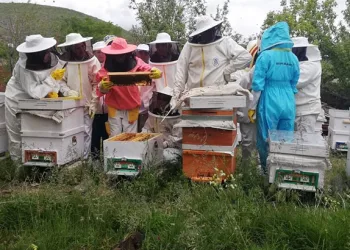 Erzincan’da kadınlar arı sütü üretecek