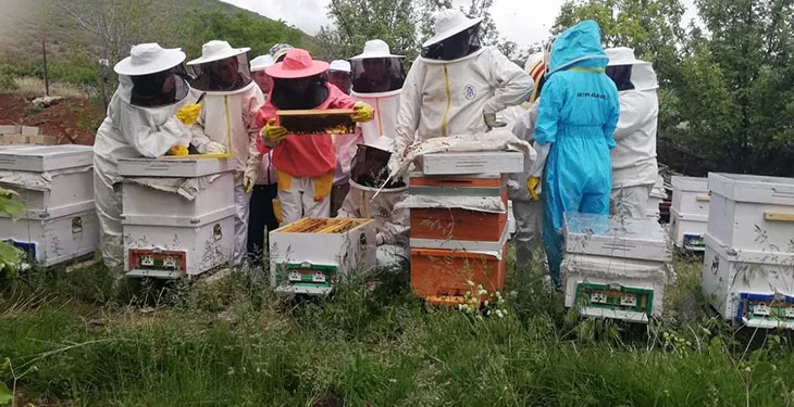 Erzincan’da kadınlar arı sütü üretecek