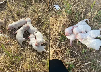 Çöp konteynerine atılan çuvaldan köpek yavruları çıktı