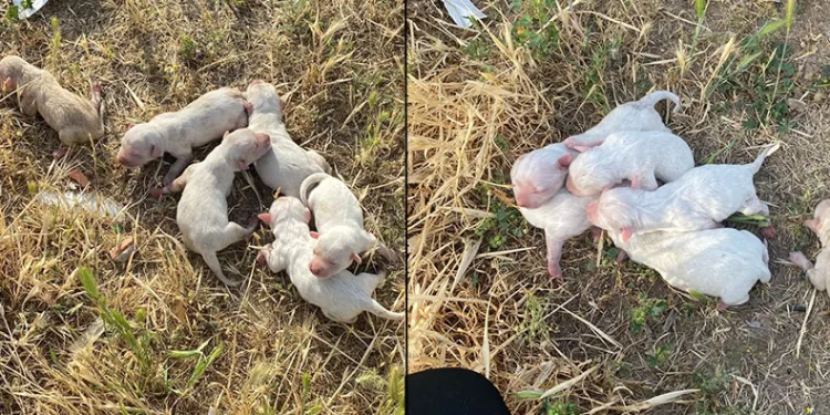Çöp konteynerine atılan çuvaldan köpek yavruları çıktı