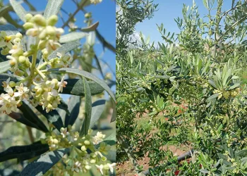 Eskişehir’de zeytin ağaçları çiçek açtı