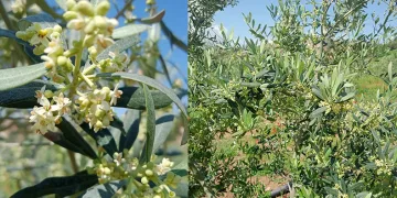 Eskişehir’de zeytin ağaçları çiçek açtı