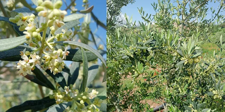 Eskişehir’de zeytin ağaçları çiçek açtı