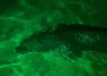 Bodrum’da Akdeniz foku gece kulübüne geldi