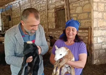 10 koyunla başladı, şimdi kendi işinin patronu oldu