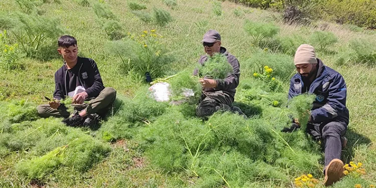 Keledoş yemeği için heliz otu mesaisi