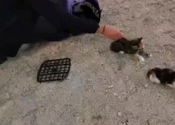 Havalandırmada mahsur kalan anne ve yavrularını itfaiye kurtardı