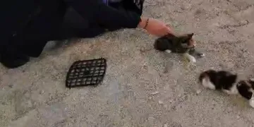 Havalandırmada mahsur kalan anne ve yavrularını itfaiye kurtardı