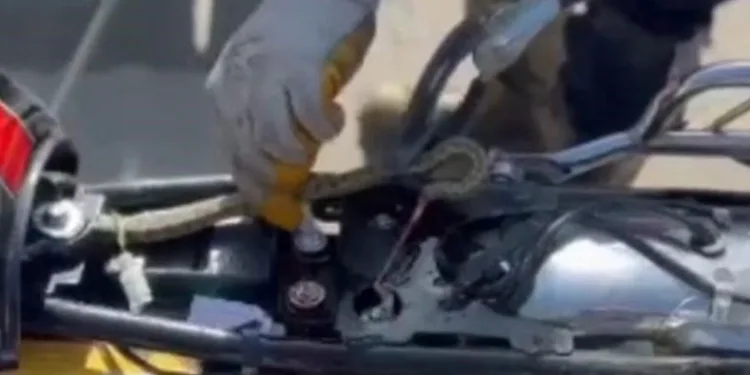 Motosiklete giren yılan, ekipler tarafından çıkarıldı