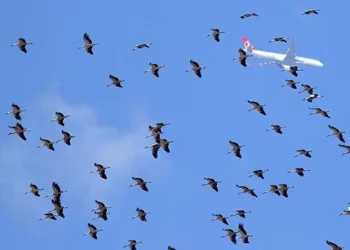 İstanbul hava sahasında göç alarmı