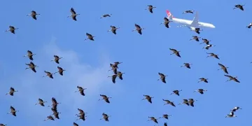 İstanbul hava sahasında göç alarmı