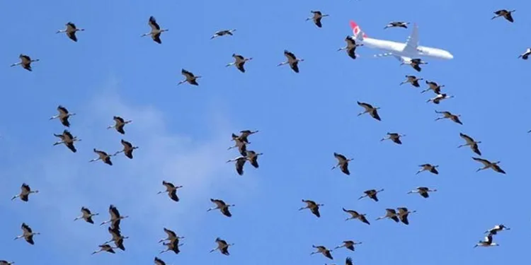 İstanbul hava sahasında göç alarmı