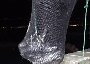 İhracat rekorları kıran Somon hasadına başlandı