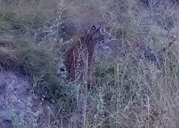 “Ormanların hayaleti” bozkır topraklarında