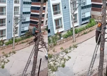 Metrelerce yükseklikte tehlikeli budama çalışması kamerada