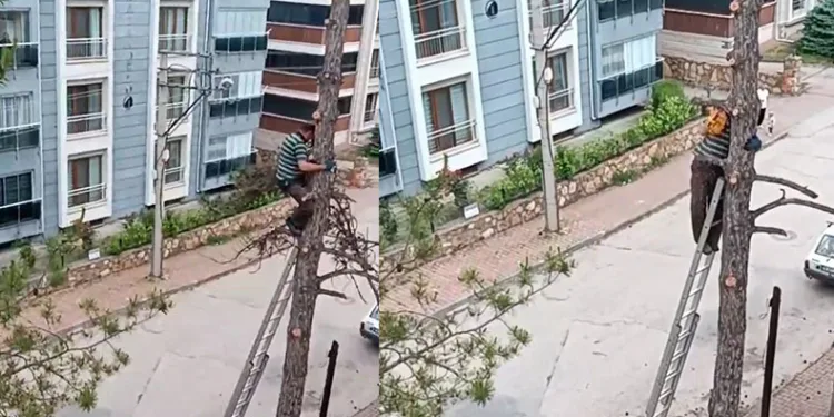 Metrelerce yükseklikte tehlikeli budama çalışması kamerada