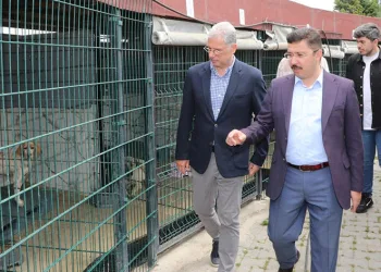 Sokak hayvanları için rehabilitasyon merkezi