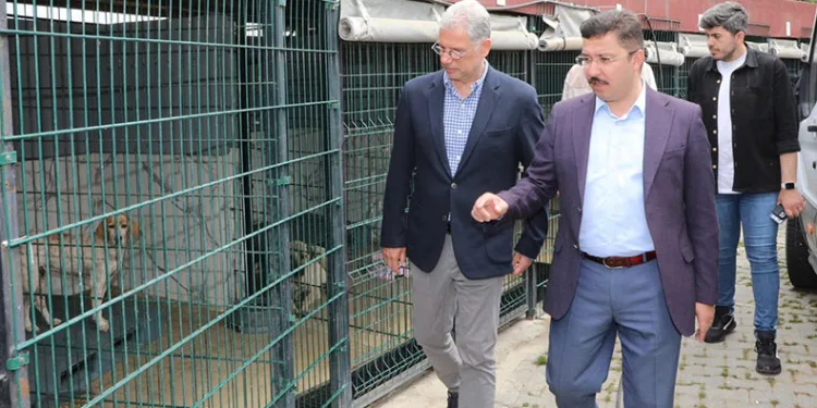 Sokak hayvanları için rehabilitasyon merkezi