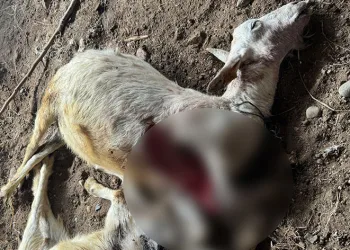 Sokak köpekleri ilçe sakinlerinin hayvanlarını telef etti