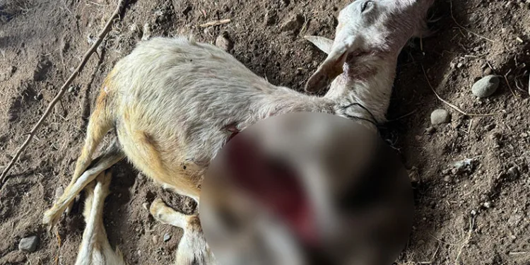 Sokak köpekleri ilçe sakinlerinin hayvanlarını telef etti
