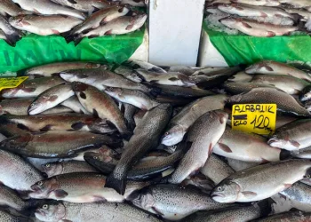 Karadeniz somonu yüzleri güldürdü