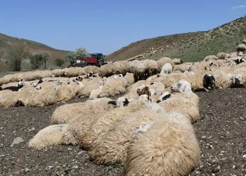 Hayvanların sağlığı için dağları aşıyorlar
