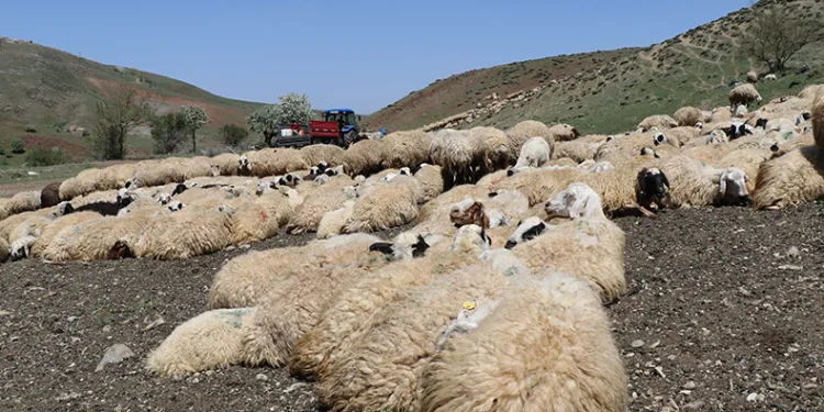 Hayvanların sağlığı için dağları aşıyorlar