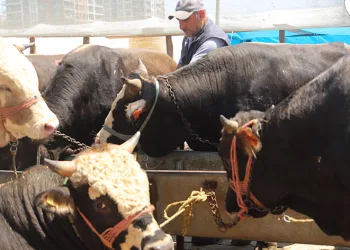 Kurban satışı için 23 mayıs’a kadar kayıtlar alınacak