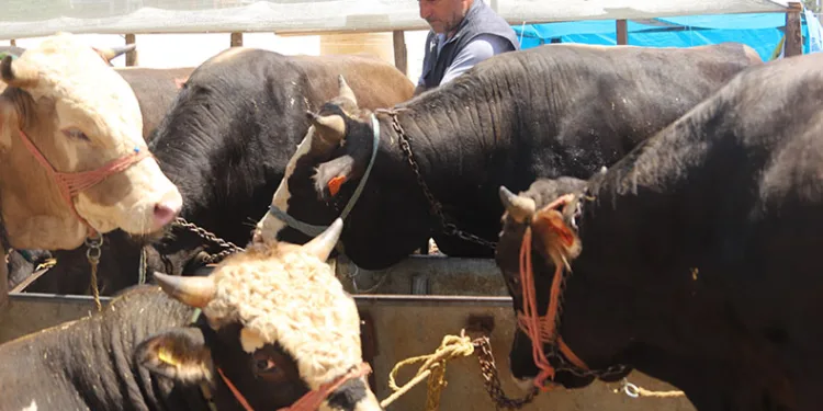 Kurban satışı için 23 mayıs’a kadar kayıtlar alınacak