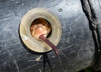 Boru döşerken beklenmedik durumla karşılaştılar