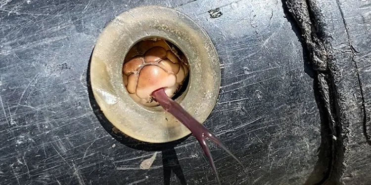 Boru döşerken beklenmedik durumla karşılaştılar