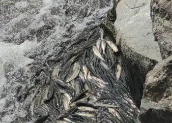 Uçan balıklar görsel şölen sundu