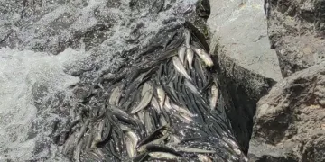 Uçan balıklar görsel şölen sundu
