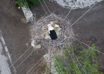 Dronu gören leylek yumurtalarını saklamaya çalıştı