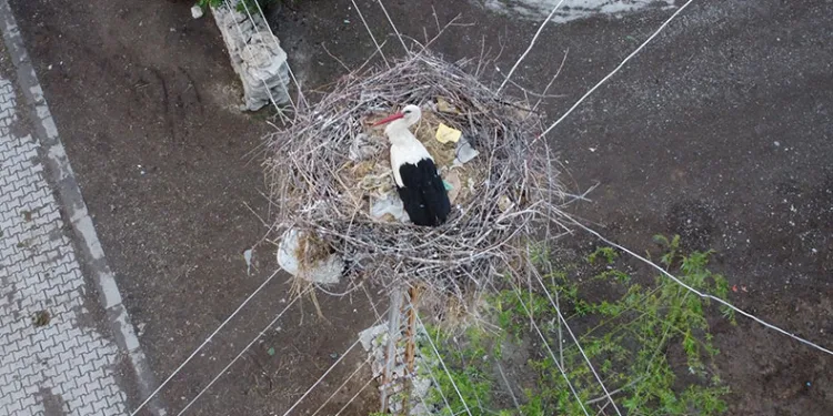 Dronu gören leylek yumurtalarını saklamaya çalıştı
